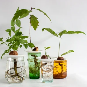 Coupelle de Porcelaine - Regarder les graines pousser sous vos yeux